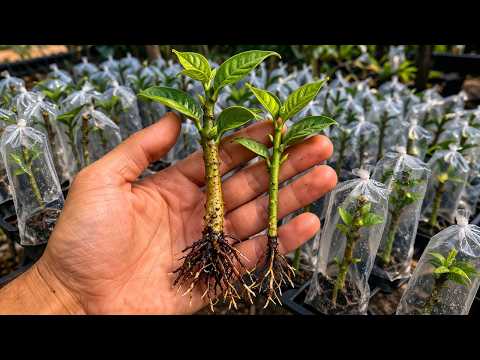 Expert Reveals How to Root Branches of Any Plant for Free to Produce Fruit Quickly