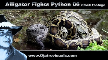 Alligator Fights Python 06 Stock Footage