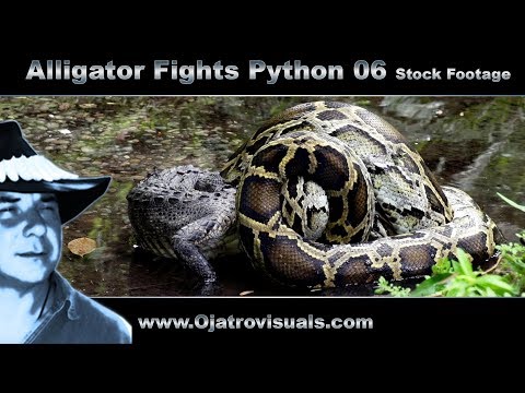 Alligator Fights Python 06 Stock Footage