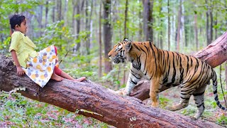 🐯tiger attack man in the jungle | tiger attack in jungle, royal bengal tiger attack