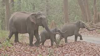 Cute Baby Elephant Crossing With Mom