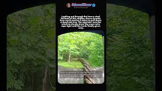 DROPPING DEAD TIMBER