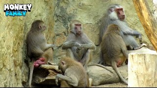 Monkeys Chilling And Relaxing After Lunch