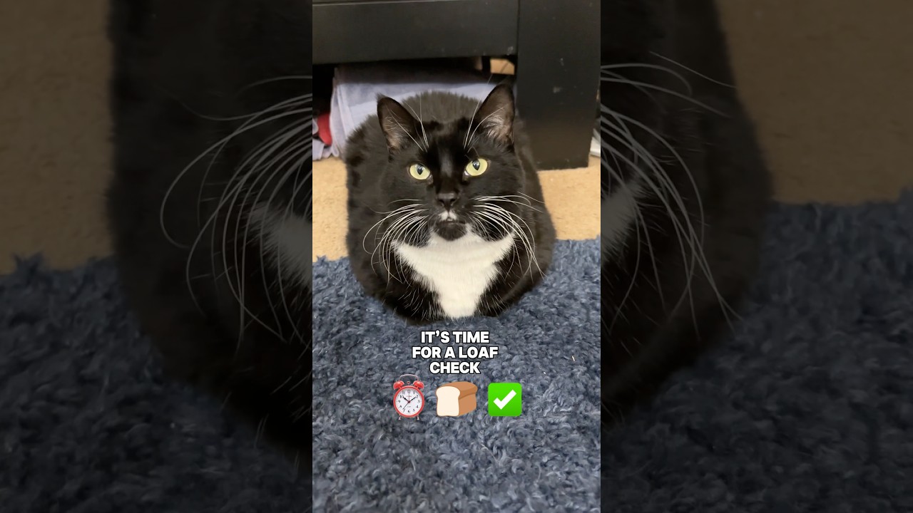 It’s time for a loaf check ⏰🍞✅ 
