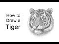 How to Draw a Tiger (Head Detail)