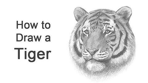 How to Draw a Tiger (Head Detail)