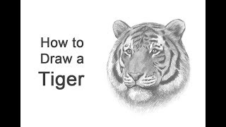 How to Draw a Tiger (Head Detail)