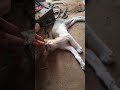 cat baby#cat #shorts #videos #catbaby