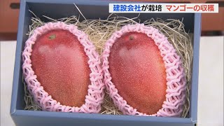 栽培しているのは建設会社 真っ赤に熟したマンゴーの収穫が最盛期 岐阜・大垣市(2022/7/21)
