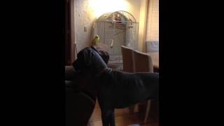 Great Dane & Indian Ringneck by Valerie Bryden 423 views 10 years ago 1 minute, 25 seconds