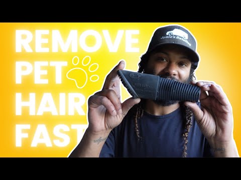 Best Vacuum For Pet Hair In Vehicle