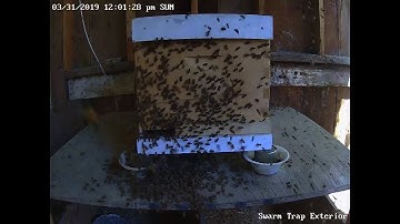 Watch a Swarm Move Into My Swarm Trap!!!!