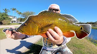 Insane Peacock Bass fishing South Florida Canal!