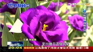 嘉義桔梗花外銷日本 每年創造上億外匯 世界翻轉中第39集 20160814