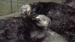 The Calm Before The Storm: Otters Napping