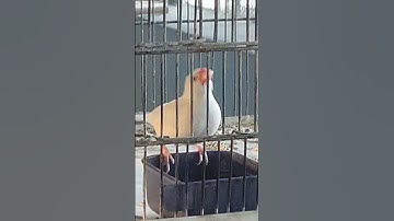 DA Avaiary MASALLAH #javasparrow#video#viral#youtubeshorts#birds#trending#youtube#2024#shortvideo