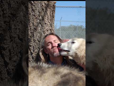 wolf of wall street Love session Wolf Daddy with Storm and Savannah
