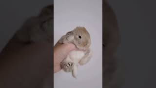 🐇 Ultimate Rabbit Cuteness Overload! 🥰 Meet The Most Adorable Pet Rabbit Ever! 🐰 #Rabbitgoals