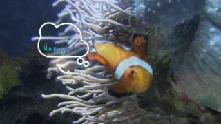 Fish Philosophical song Video (The clownfish) by Thor [Music video]
