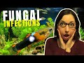 Fungal Infections | Fish Diseases And Treatments | Sick Fish