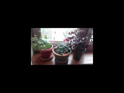 Video: Թառամող ֆուքսիայի բույսեր. Ինչ անել, երբ ֆուքսիայի բույսի տերևները թառամում են