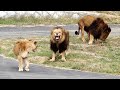 あれでミキにつかないのかあ Jump does not chase Miki Lion(ライオン) 多摩動物公園