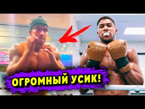 ОГРОМНЫЙ Александр Усик набрал 15 кг перед реваншем с Энтони Джошуа!