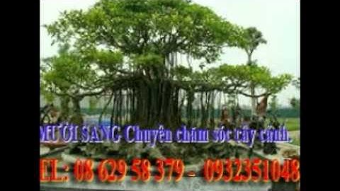 [[[0932351048.]] dịch vụ chăm sóc cây cảnh tại nhà  quận hóc môn.tphcm