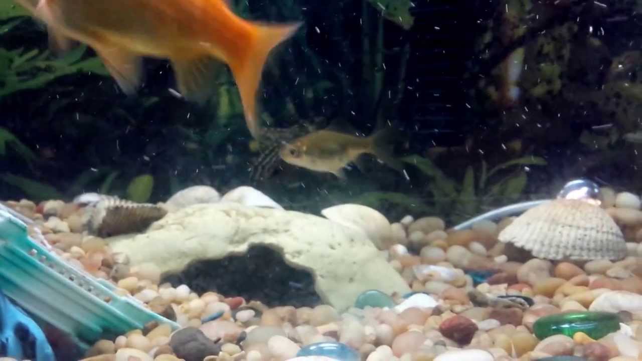 pleco, goldfish, fiddler crab YouTube