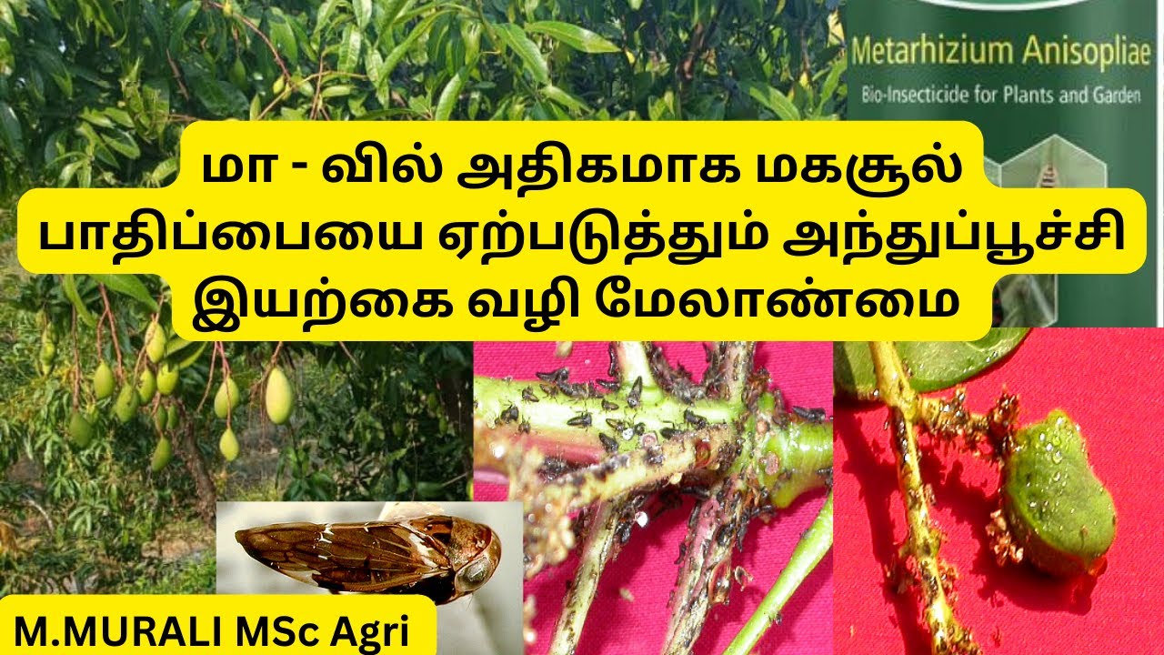 மா வில் அதிகமாக மகசூல் பாதிப்பையை ஏற்படுத்தும் அந்துப்பூச்சி இயற்கை வழி மேலாண்மை Mango Hopper contro