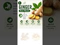 #1 Ginger. Eases Nausea. #naturalherbs #medicinalherbs #homeremedies #herbs #gingerbenefits