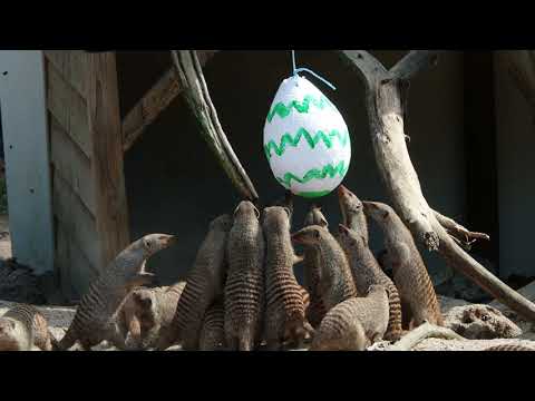 Video: Waarom Eieren Worden Beschilderd Met Pasen