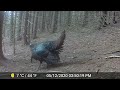 Poconos, PA Trail cam Compilation - February, March 2023 (Coywolf, porcupine, buck, red fox, fisher)