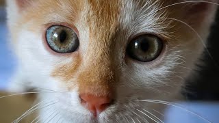 Relaxing Music, Sleep Music, cat \& Piano Music for Stress Relief