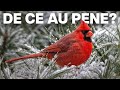 De Ce Au Penele Păsări