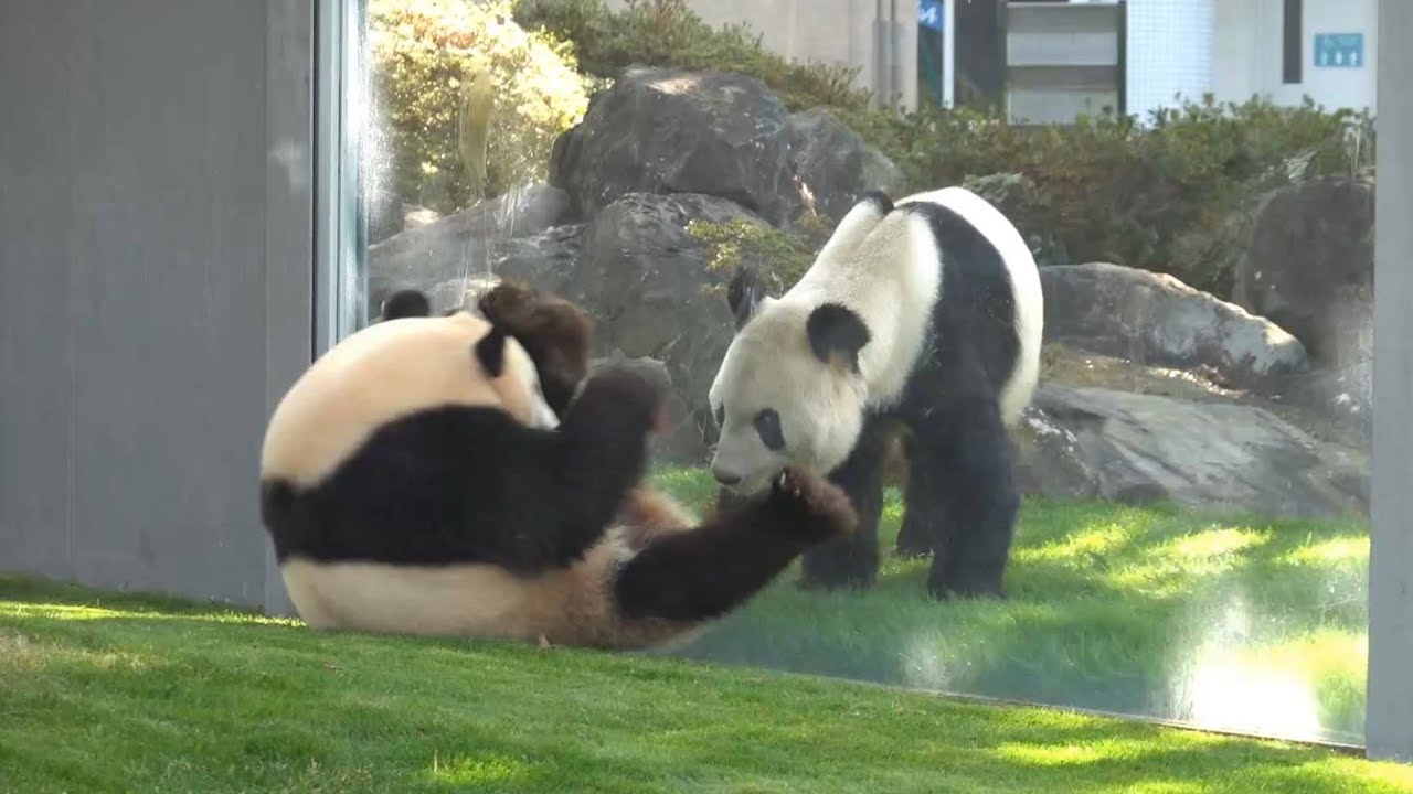 結浜　芝刈早退　翌日「お父さ～ん　見て見て～　気持ちいい」　永明「あまりはしゃいで怪我しないようにね」