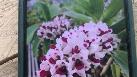 Sàn Hoa Lan đang phát trực tiếp!em nên xả nhiều trâu đẹp giá sinh viên.0936147233