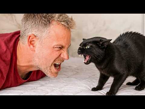 Try Not To Laugh! 😂 When You Live With A Crazy Black Cat 😹