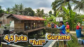 HANYA UNTUK YANG BERANI ❗GURAME 210 EKOR