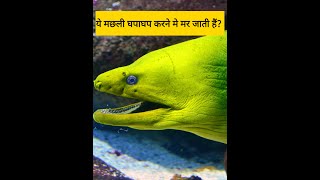 Electric Eel Facts In Hindi Part 3