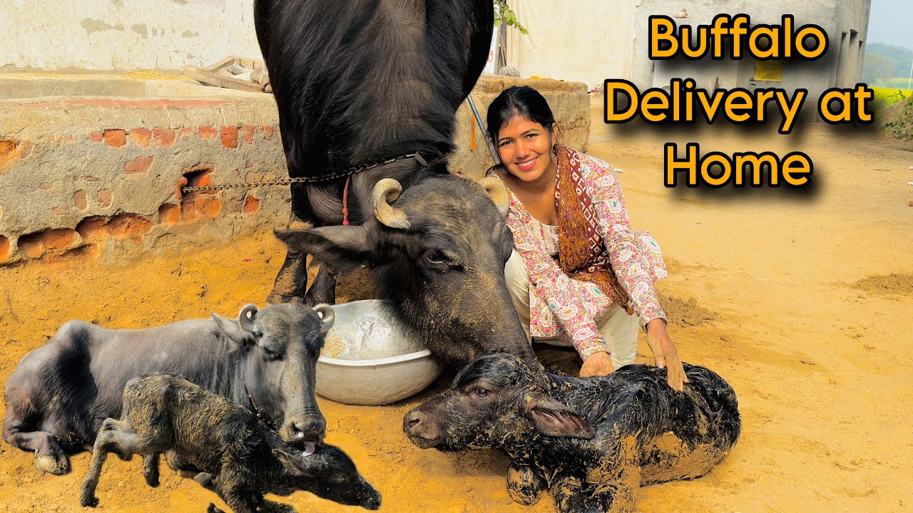 Buffalo Delivery & Full Process of Delivery, Bhut Jyada Kaam Hota Hai Bhyi 😱 #buffalodelivery
