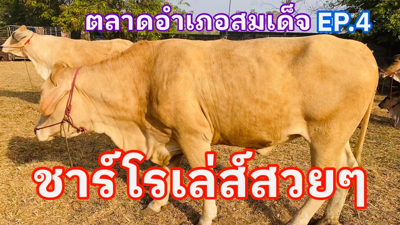 EP.4 #วัวชาร์โรเล่ส์สวยมาก #วัวไทย #ราคาวัววันนี้ 22 ก.พ.2569 #ตลาดวัวอำเภอสมเด็จจังหวัดกาฬสินธุ์ 