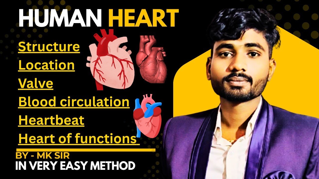 Human Heart – Structure, Functions, Parts&Diagram Explained
