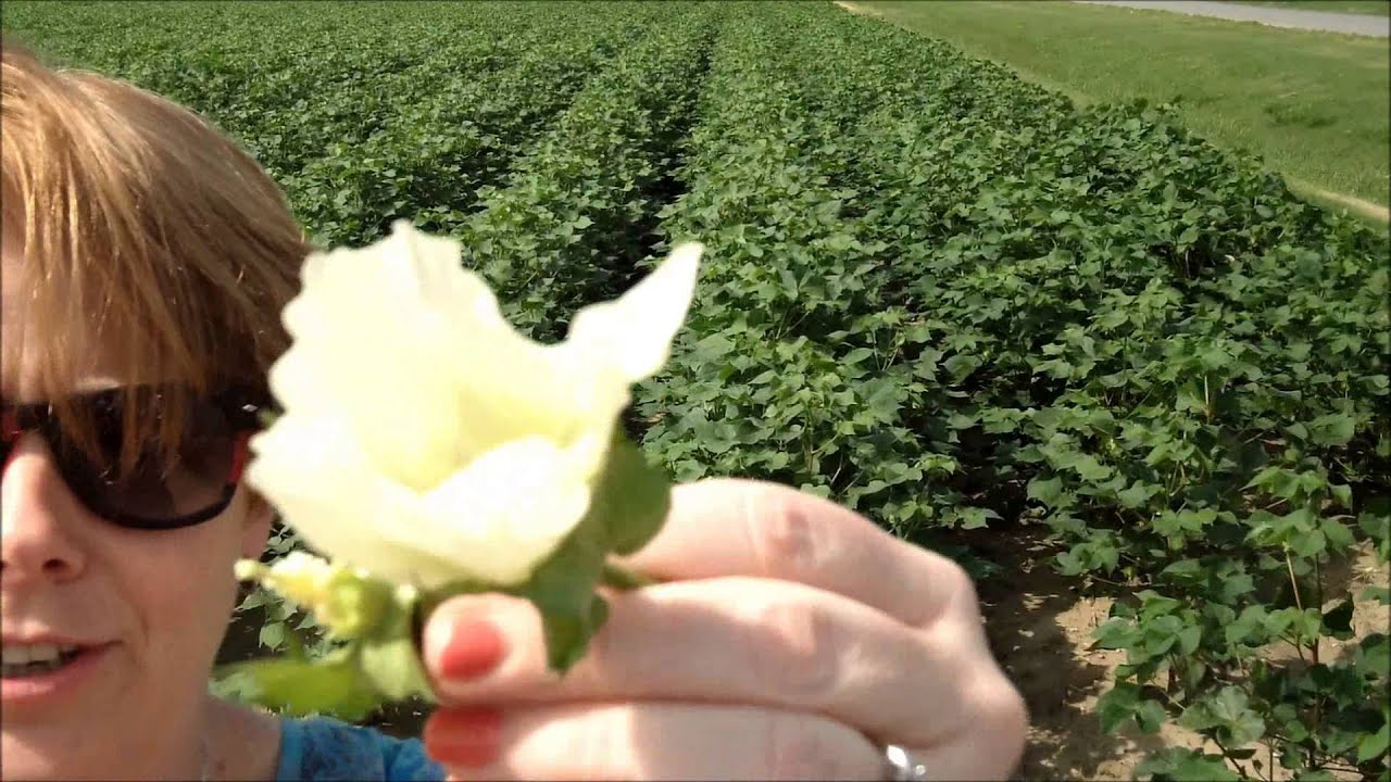 Cotton 101 How to cross pollinate YouTube