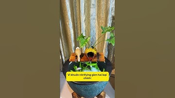 Chăm sóc bể cá đúng cách: Để nước luôn sạch và trong suốt! 🐠 #notashopvn #tuanaquarium #fish #fyp