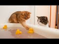 The reactions of cats when bath bomb is added to the bath