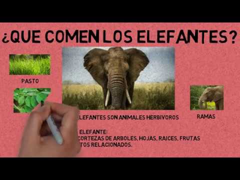 Qué Comen Los Elefantes? 🥇 | LAS RESPUESTAS A TUS PREGUNTAS - thptnganamst.edu.vn