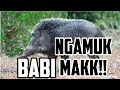 Porbbi Kampar Riau Babi Nya Melawan Mak