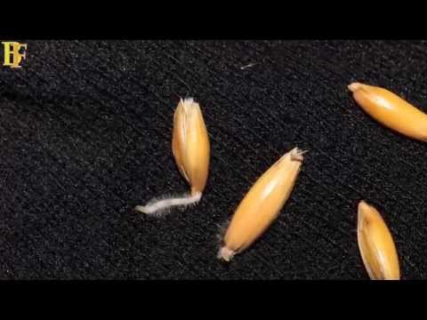 How to brew: 1 Barley and Malting process  - Homebrewing Beer Making