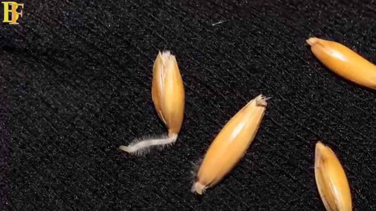 How to brew 1 Barley and Malting process Homebrewing Beer Making